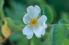 Rosa tomentosa