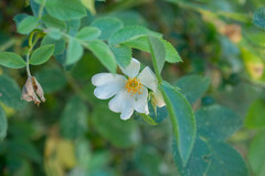 Rosa tomentosa