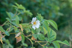 Rosa tomentosa