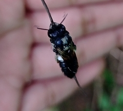 Megachile conjuncta
