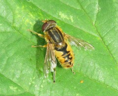 Parhelophilus versicolor