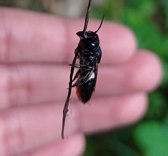 Megachile conjuncta