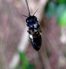 Megachile conjuncta