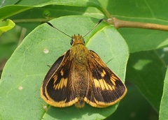 Ochlodes ochracea