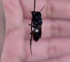 Megachile conjuncta