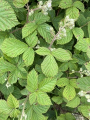 Rubus