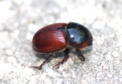 Rhodaphodius foetens