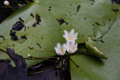 Nymphoides indica