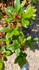 Exobasidium japonicum