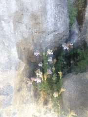 Chaenorhinum villosum