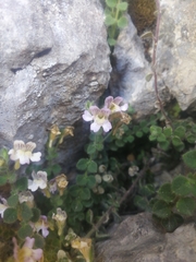 Chaenorhinum villosum