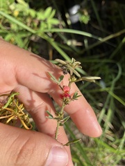 Indigofera trifoliata glandulifera