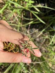 Indigofera trifoliata glandulifera