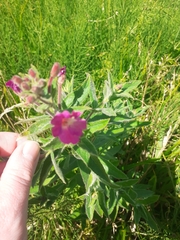 Epilobium hirsutum