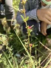 Indigofera trifoliata glandulifera