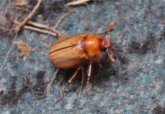 Rhizotrogus marginipes