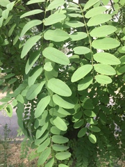 Robinia
