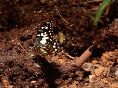 Papilio demoleus malayanus