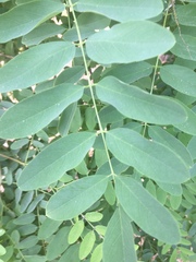 Robinia