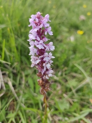 Gymnadenia conopsea