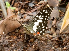 Papilio demoleus malayanus
