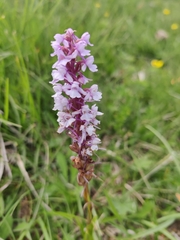 Gymnadenia conopsea