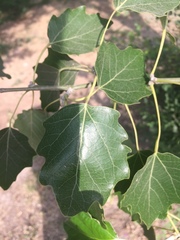 Populus