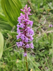 Gymnadenia conopsea