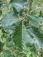 Quercus aliena