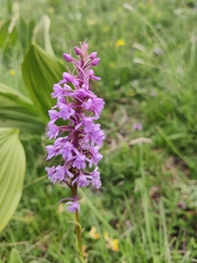 Gymnadenia conopsea
