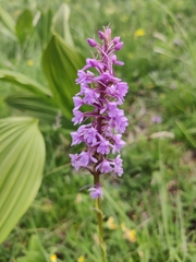 Gymnadenia conopsea