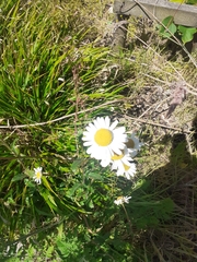 Leucanthemum vulgare