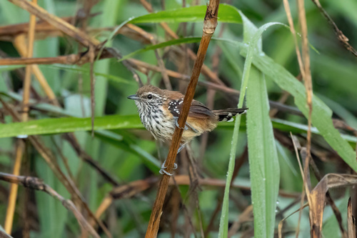 Rusty-backed Antwren