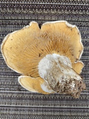 Multifurca ochricompacta