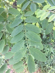 Robinia