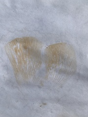 Multifurca ochricompacta