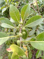Ficus grevei image
