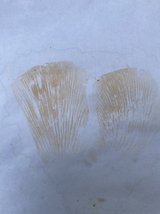 Multifurca ochricompacta