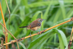 Formicivora rufa rufa