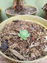 Sedeae