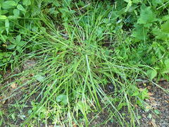 Carex davisii
