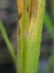 Carex davisii