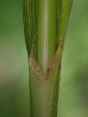 Carex davisii