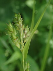 Carex davisii