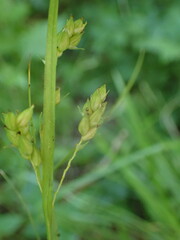 Carex davisii
