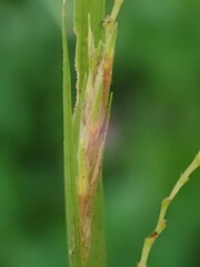 Carex davisii