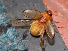 Rhizotrogus marginipes