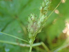 Carex davisii