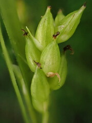 Carex davisii