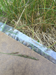 Festuca trachyphylla